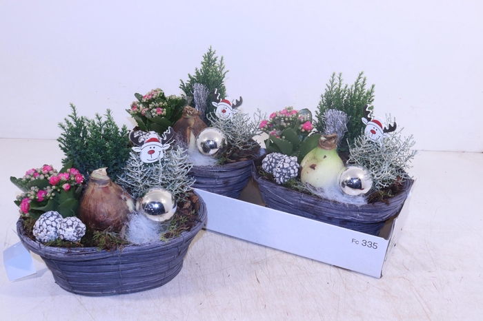 <h4>ARR HIPPEASTRUM</h4>