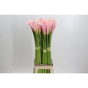 Zantedeschia Eydolls Pink