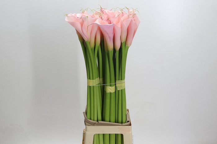 <h4>Zantedeschia Eydolls Pink</h4>