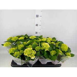 Hydrangea mac. 'Wudu'