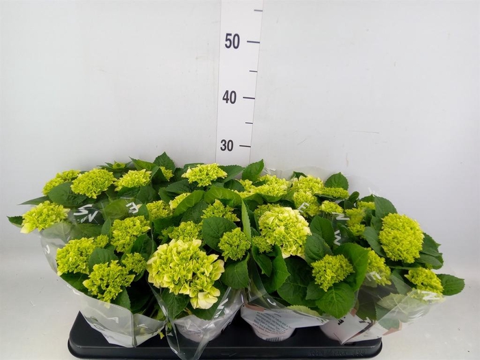 <h4>Hydrangea mac. 'Wudu'</h4>