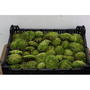 Mos Bolmos Mini P Kist