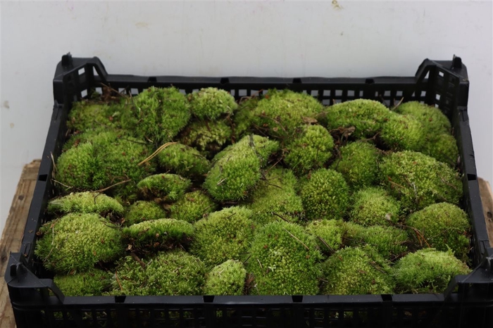 <h4>Mos Bolmos Mini P Kist</h4>