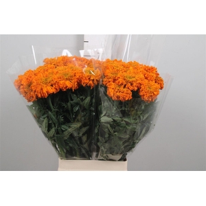 Tag E Promise Orange