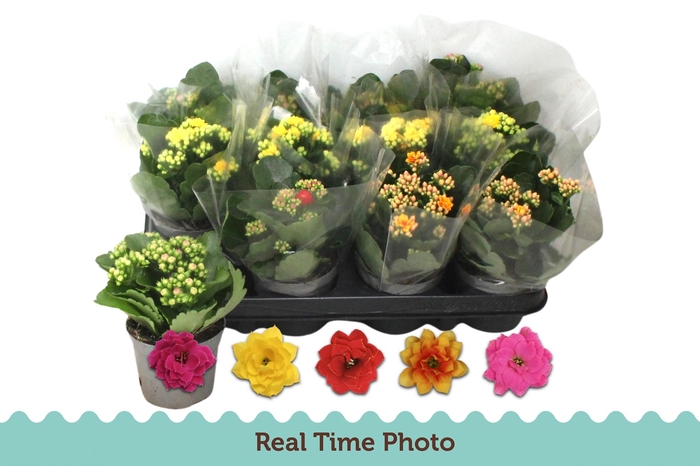 <h4>KAL GE GEM 5 KL</h4>