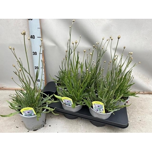 CATAN CAERULEA