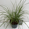 Miscanthus 'Flamingo' P19 (3ltr)