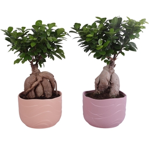 Ficus m. Ginseng Ball Shape Ø20cm in Ø22cm Ceramic SE660