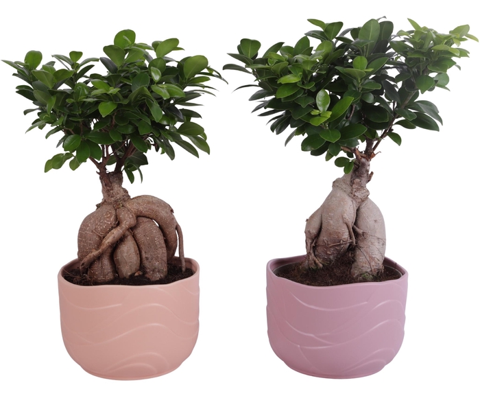 <h4>Ficus m. Ginseng Ball Shape Ø20cm in Ø22cm Ceramic SE660</h4>
