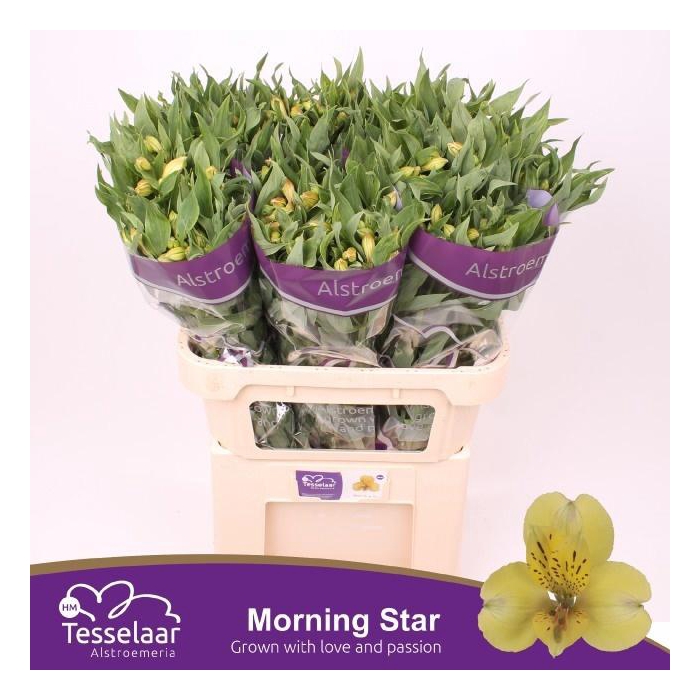 <h4>ALSTR MORNING STAR</h4>