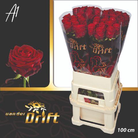 <h4>R GR RED NAOMI!</h4>