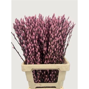 SALIX OV KLB H%