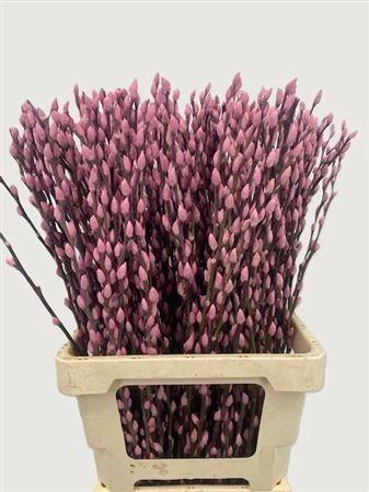 <h4>SALIX OV KLB H%</h4>