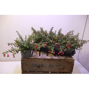 arr8 Fuchsia Tom Thumb