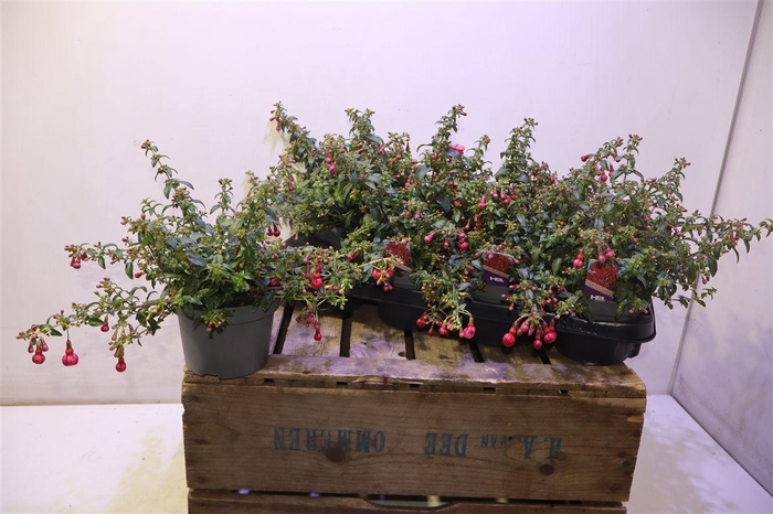 <h4>arr8 Fuchsia Tom Thumb</h4>
