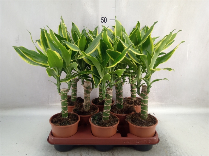 <h4>Dracaena frag. 'Golden Coast'</h4>