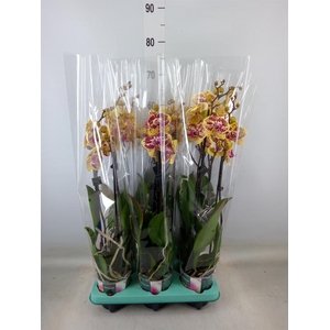 Phalaenopsis   ...