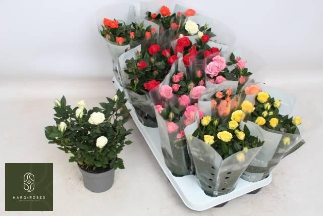 <h4>ROSA KORDANA MIX</h4>