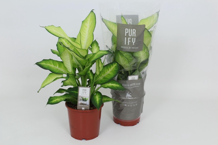 <h4>Dieffenbachia Summer Style</h4>