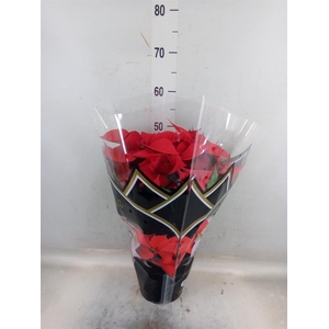 Euphorbia pulc. 'Christ Feel'