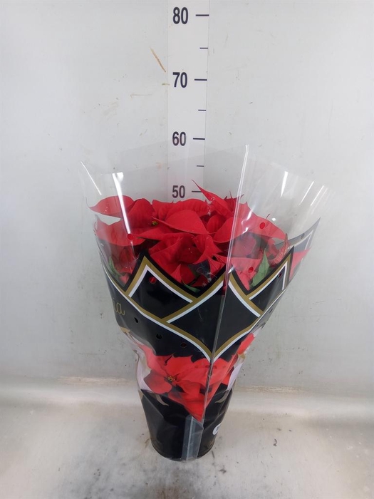 <h4>Euphorbia pulc. 'Christ Feel'</h4>