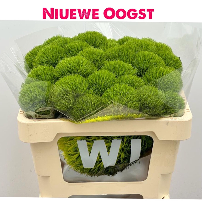 <h4>DI BARB KIWI MELLOW</h4>