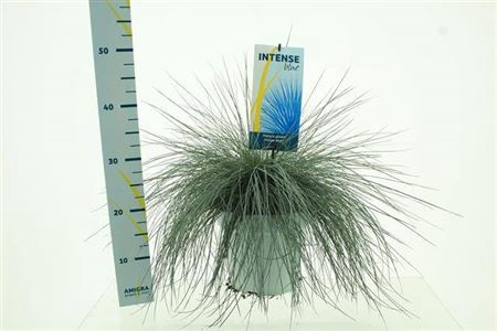 <h4>Festuca Gl Intense Blue</h4>