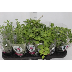 ERVAS AROMATICAS P11