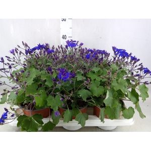 Pericallis CR 'Senetti Blue Deep'