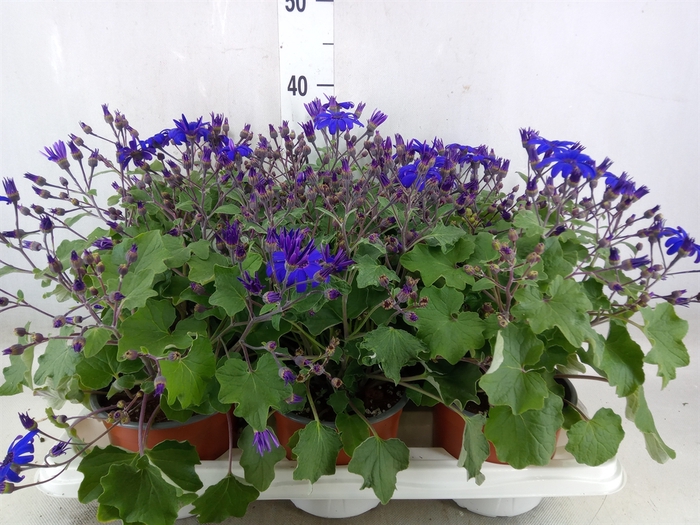 <h4>Pericallis CR 'Senetti Blue Deep'</h4>