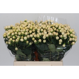 Hypericum Cool Romance