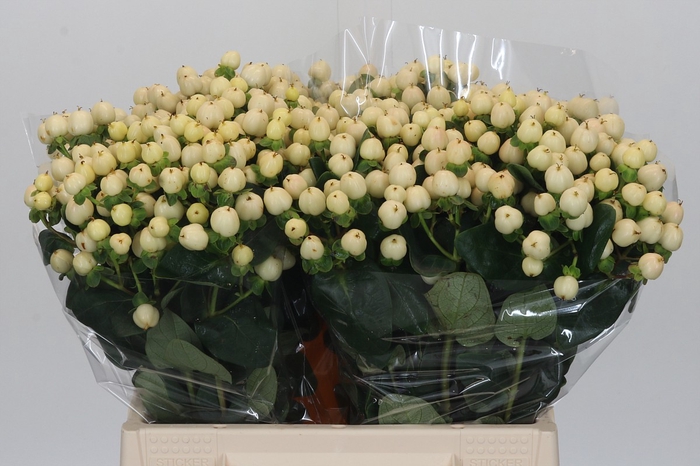 Hypericum Cool Romance