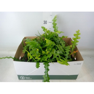 Epiphyllum anguliger