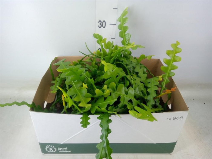 <h4>Epiphyllum anguliger</h4>