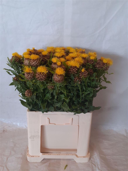 <h4>Centaurea Macrocephala</h4>