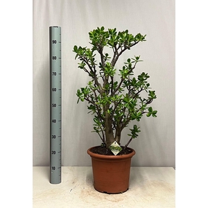 CRASS OVATA