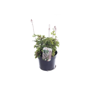 Tiarella cordifolia Sugar and Spice