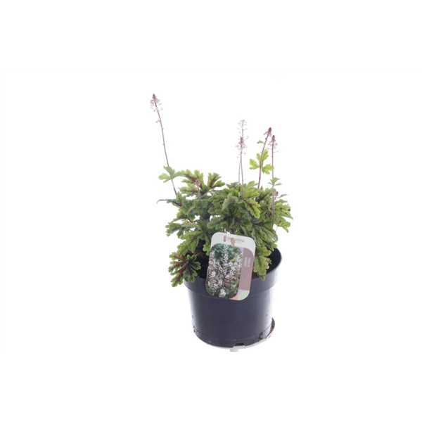 Tiarella cordifolia Sugar and Spice