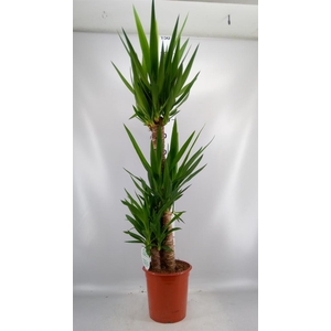 Yucca ...