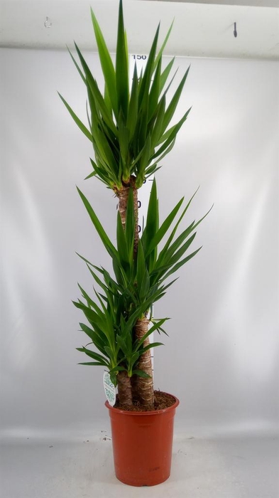 <h4>Yucca   ...</h4>