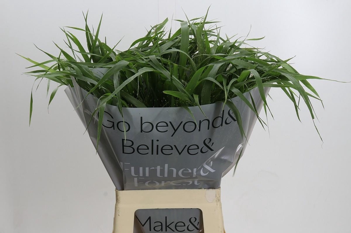 <h4>Panicum Fountain</h4>