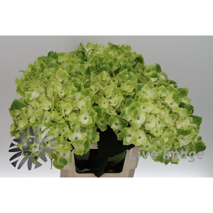 Hydrangea mag noblesse