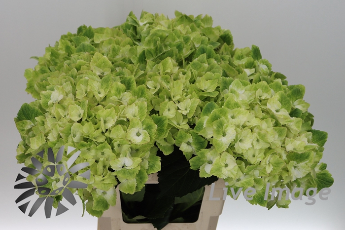 <h4>Hydrangea mag noblesse</h4>