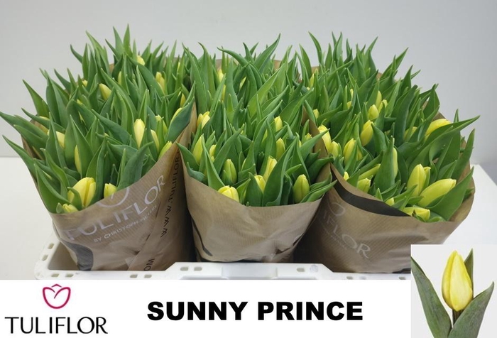 <h4>TU EN SUNNY PRINCE</h4>