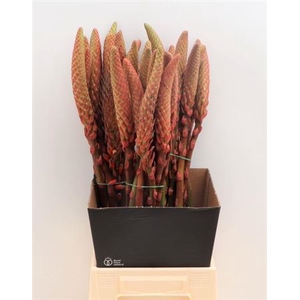 ALOE ARBORESCENS
