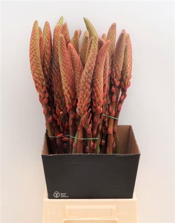 ALOE ARBORESCENS