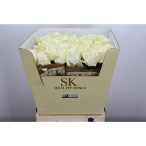 R Gr Avalanche+ White Gold White G