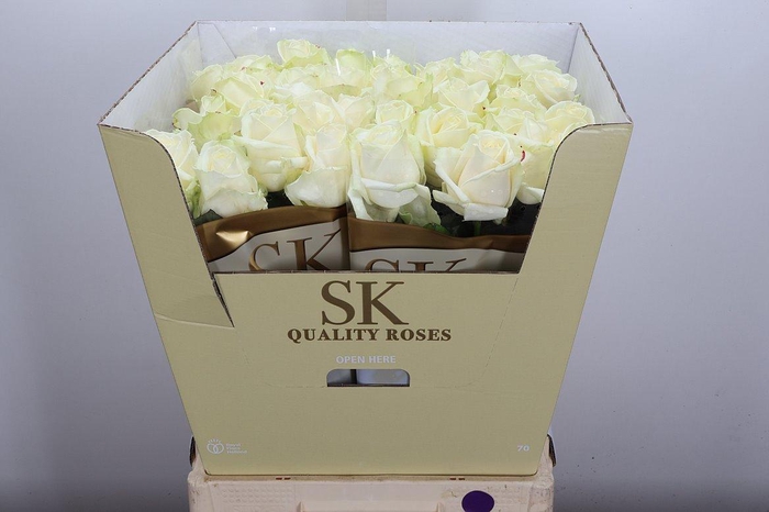 <h4>R Gr Avalanche+ White Gold White G</h4>