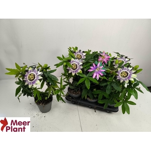 PASS CAERULEA