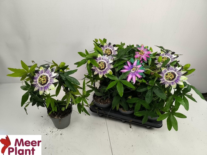 <h4>PASS CAERULEA</h4>